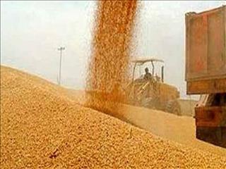 ۲.۲ میلیون تن گندم از کشاورزان خرید تضمینی شد