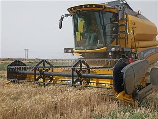 پیش‌بینی می‌شود امسال ۱۵ میلیون تن گندم در کشور تولید شود