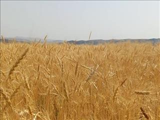 خرید تضمینی ۷ میلیون و ۷۰۰ هزار تن گندم تا نیمه شهریور
