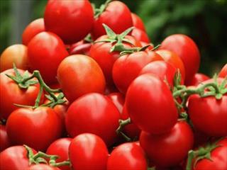 صادرات گوجه فرنگی و پیاز آزاد شد